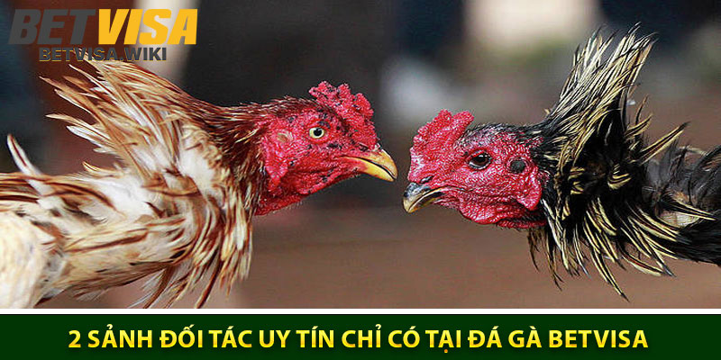 2 sảnh đối tác uy tín chỉ có tại đá gà Betvisa