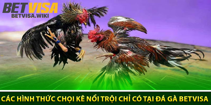 Các hình thức chọi kê nổi trội chỉ có tại đá gà Betvisa