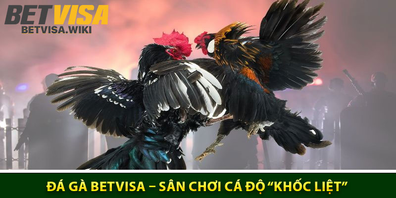 Những đánh giá cao của hội viên về sảnh đá gà Betvisa