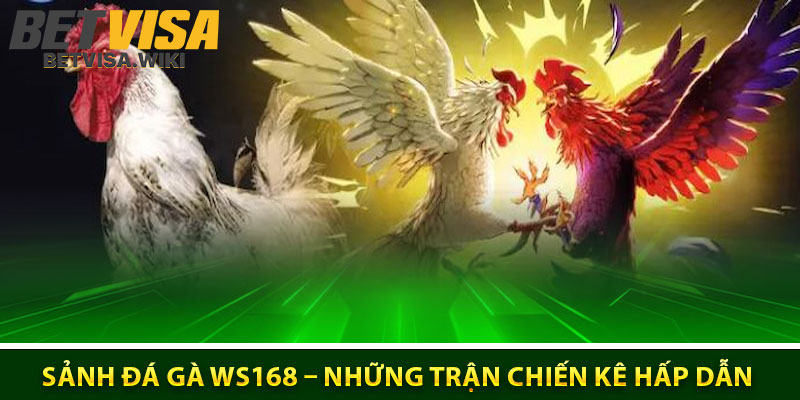 Sanh da ga WS168 – Nhung tran chien ke vo cung hap dan